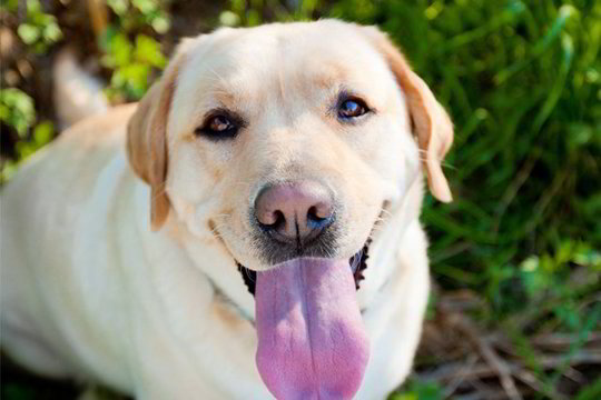 Kas priverčia šunį vizginti uodegą?