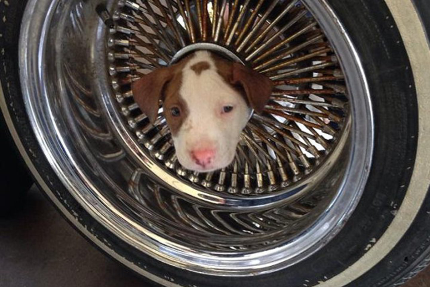 Šunelis įstrigo ratlankio skylėje.