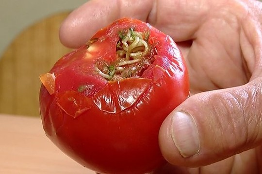 Panevėžietį pribloškė radinys pomidore