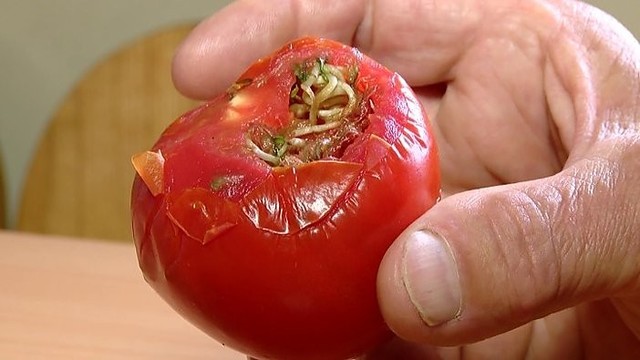 Panevėžietį pribloškė radinys pomidore
