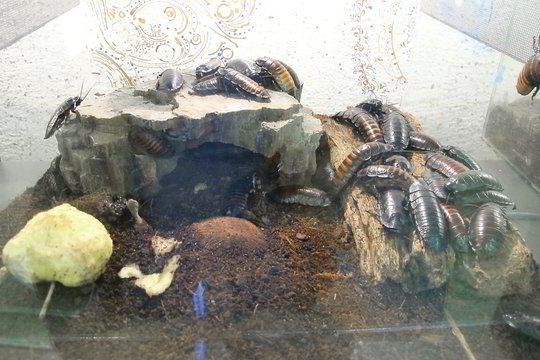 Palangą užplūdo dar nematyti gyviai