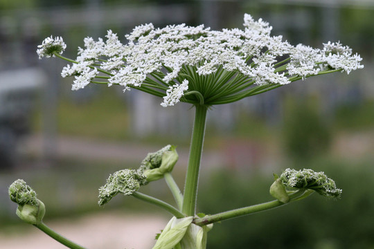 Adomo Mickevičiaus slėnis Kaune skęsta Sosnovskio barščiuose
