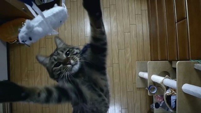 Nerealiai: japonas nufilmavo tai, ką išdarinėja jo katinas