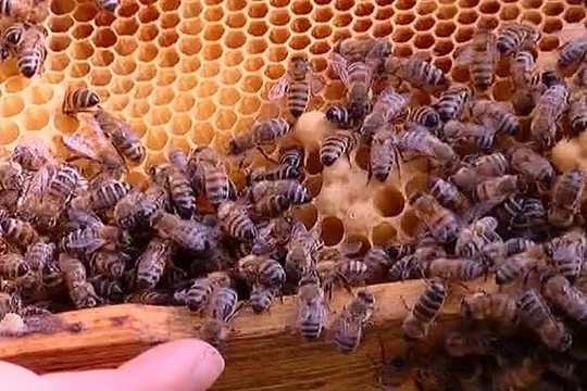 Bitininkai: „Medaus bitės šiemet sunešė tik sau ir kaimynui“