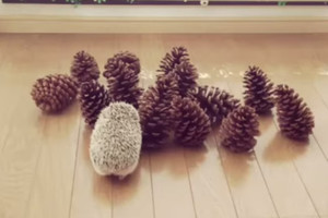 Kankorėžių krūvą pamatęs ežiukas pagalvojo, kad tai jo draugai