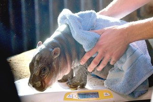 Narkomafijos boso P. Escobaro palikimas - baisūs hipopotamai