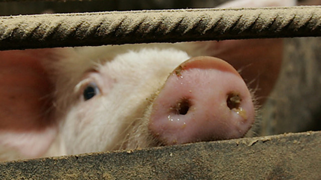 Išskerdę tūkstančius kiaulių žmonės dabar maitinami pažadais
