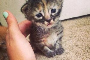 Liūdniausia katė pasaulyje išgarsėjo vos per naktį