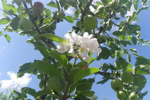 Vasaros pokštas varėniškius privertė obelį įamžinti nuotraukose