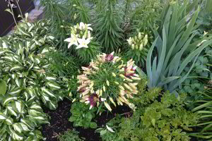 „Šimtažiedė“ lelija pražydo ir Vilniaus rajone