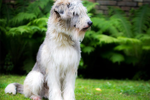 Apleistas šuo iš prieglaudos tapo pavyzdiniu gražuoliu