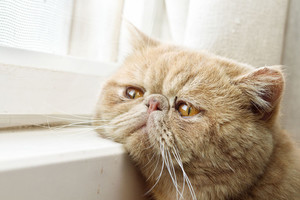 Visa tiesa apie kačių kastraciją ir sterilizaciją