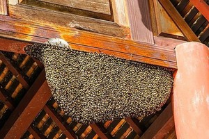 Šeima namus nuo širšių gina trečius metus. Ką pataria žinovai?