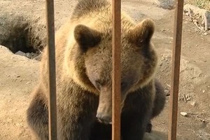 A. Bosas neteko meškos – ji išgabenta į Vokietiją