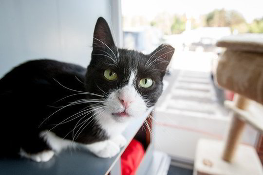 Medžiotojas nusitaikė į katę