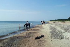 Į jūrą pabirusios žirgo išmatos sugadino poilsiautojų maudynes