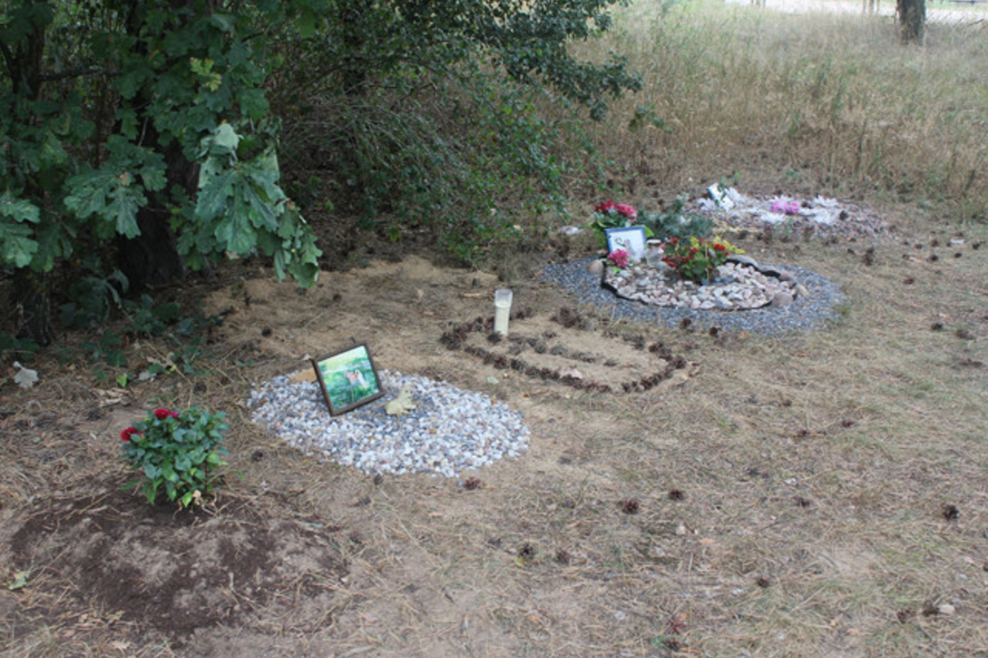 Nors kol kas greta Šmatų kapinių, kitoje pusėje tvoros palaidoti vos keli gyvūnai, tačiau neabejojama, kad tokios kapinės plėsis.