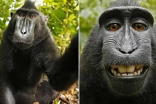 Dėl beždžionės darytos asmenukės užvirė ginčai