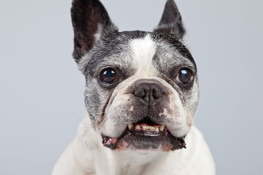 Tai, ką būtina žinoti auginantiems seną šunį