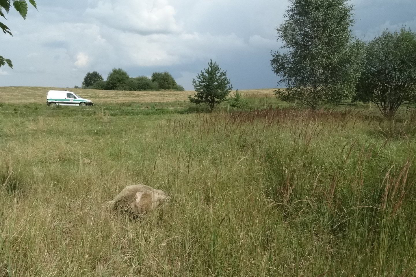 Alytaus rajone piktadariai nušovė septynias avis.