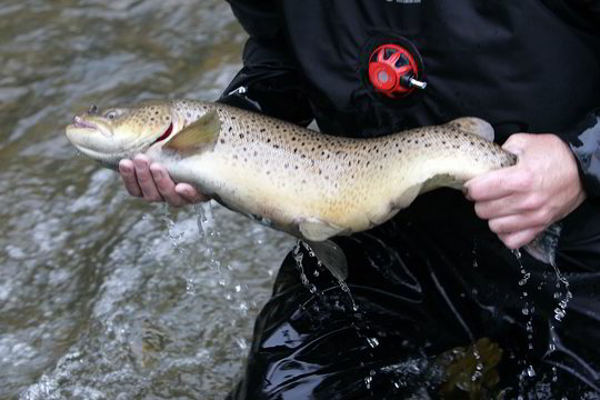 Lašišų augintojai irgi sunerimę