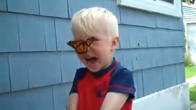Netikėtas vaiko susidūrimas su drugeliu privers kvatoti