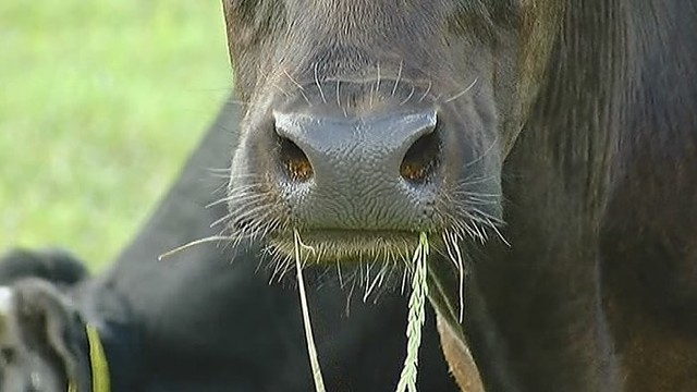 Ūkininkai: Seimą užpilsime pienu