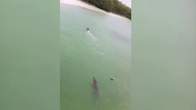 Nufilmuota: krokodilas persekioja plaukiką
