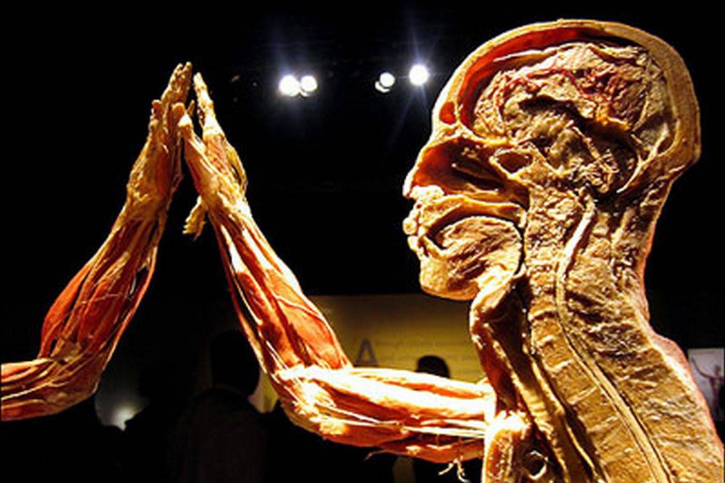 Guntheris von Hagensas yra vokiečių anatomas, išradęs vadinamąją plastinacijos technologiją biologiniams audiniams konservuoti.<br>G. von Hagenso nuotr.