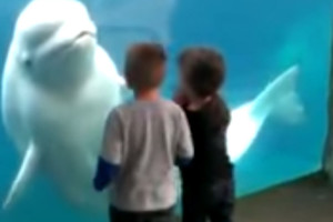 Delfino pokštas vaikams, kurio jie nepamirš visą likusį gyvenimą