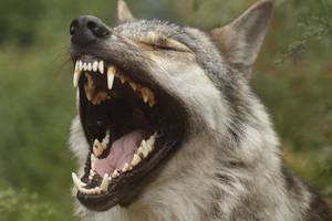 Mokslininkai atrado netikėtą vilkų ir žmonių panašumą