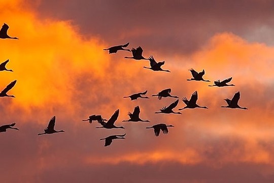 Žuvinto rezervate – įspūdingas laukinių paukščių atsisveikinimas