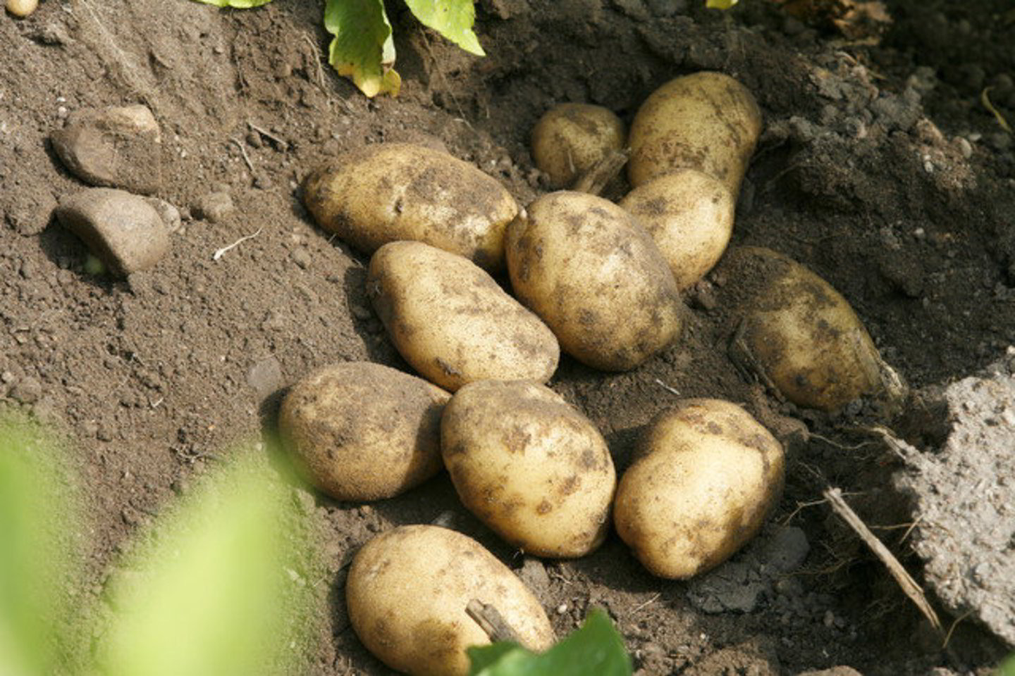 Dėžė su šoviniais buvo užkasta bulvių lauke.