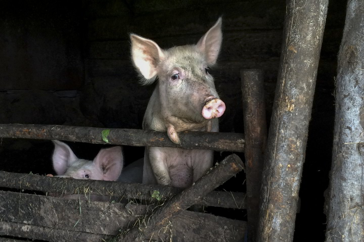 Draudikų teigimu, dažniausiai Lietuvos kiaulių augintojai draudžiasi nuo užkrečiamų, pavojingų ir labai pavojingų ligų, neužkrečiamų ligų ir traumų.<br>V.Ščiavinsko nuotr.