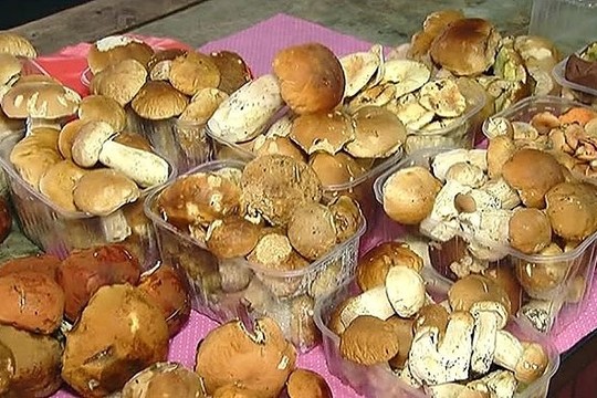 Grybautojai džiaugiasi derliumi: per dieną uždirba iki 500 litų