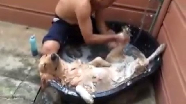 To dar nematėte: pasakiški šuns malonumai vonioje