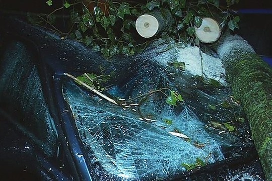 Vilniuje nugriuvęs medis rėžėsi ant penkių automobilių