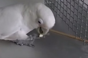 Pritrenkiantis papūgos elgesys privers jus nustebti