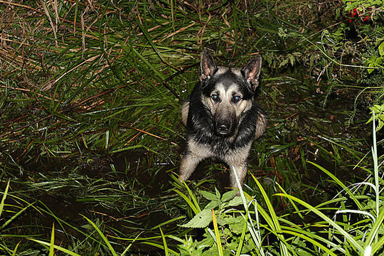 Parą griovyje prasikankinęs šuo pagalbos nesulaukė