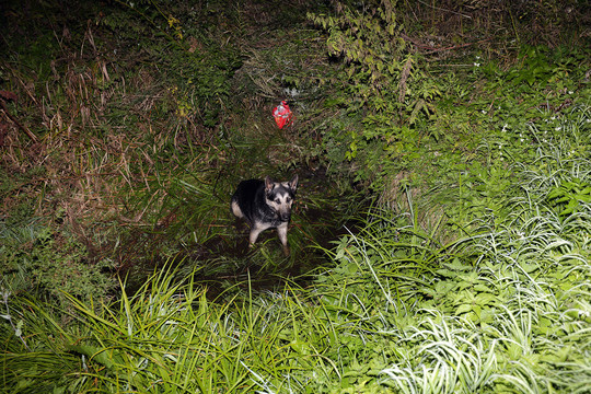 Parą griovyje prasikankinęs šuo pagalbos nesulaukė