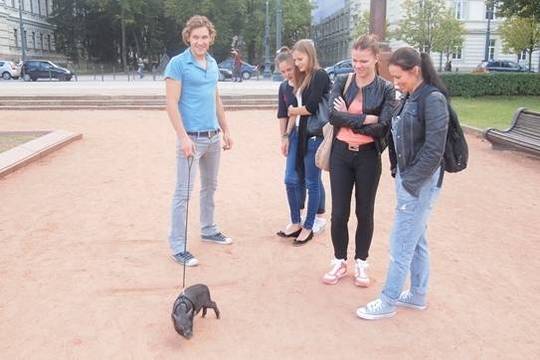 Lietuviškame televizijos realybės šou dalyvaus ir kiaulė Čiuka