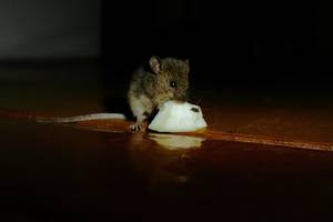 Graužikai dairosi žiemojimo vietų - imkitės apsaugos priemonių