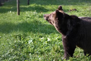 Iš A.Boso atimta meškutė Laima pradeda naują gyvenimo etapą
