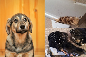 Lengvas būdas atpratinti šunį graužti batus ir baldus