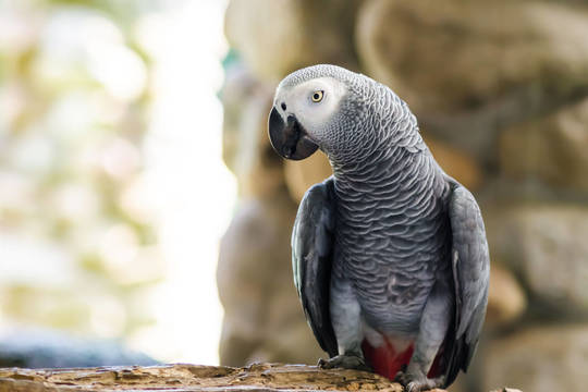 Dingusią vilniečio papūgą žako priglaudė biuro darbuotojai