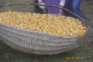 Nuo grybų gausybės Varėnoje raibo akys