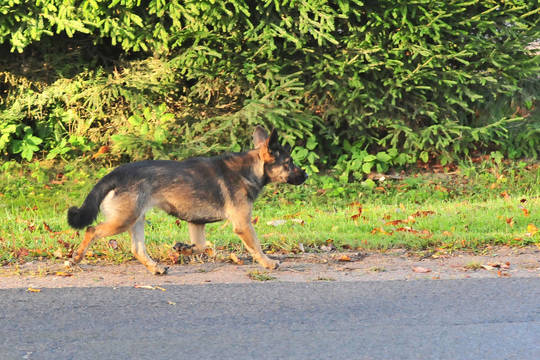 Plungės rajono sodyboje rasti du pakarti šunys