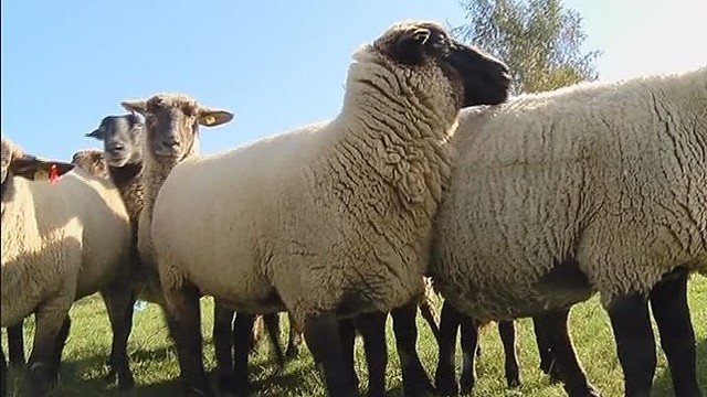 Skurdi Kuršių nerijos augmenija nutukino avis