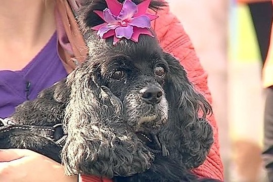 Prie Baltojo tilto Vilniuje – joga šunims