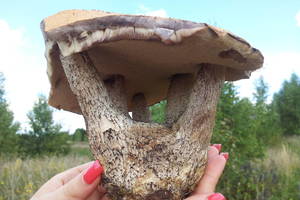 Gamtos išdaiga – penkiakotis raudonikis